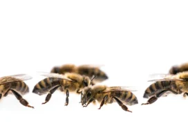 Bienen sind ein wichtiger Teil des Ökosystems